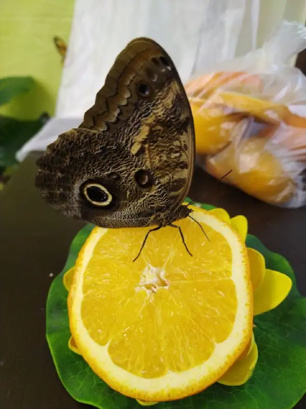 Предварительная продажа билетов на выставку «Порхающие цветы»